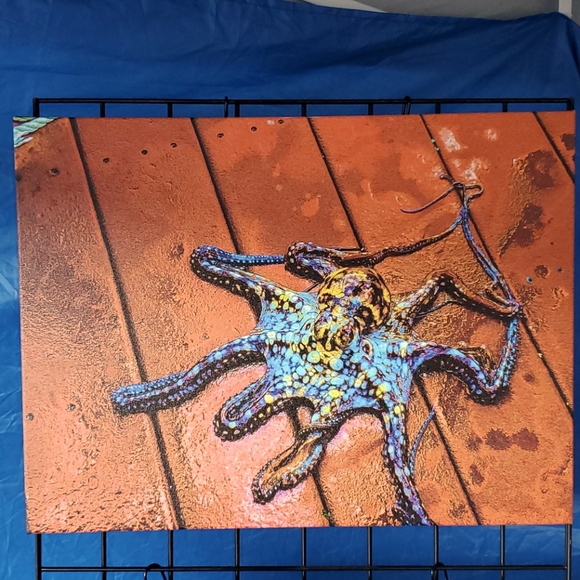 Octopus on deck